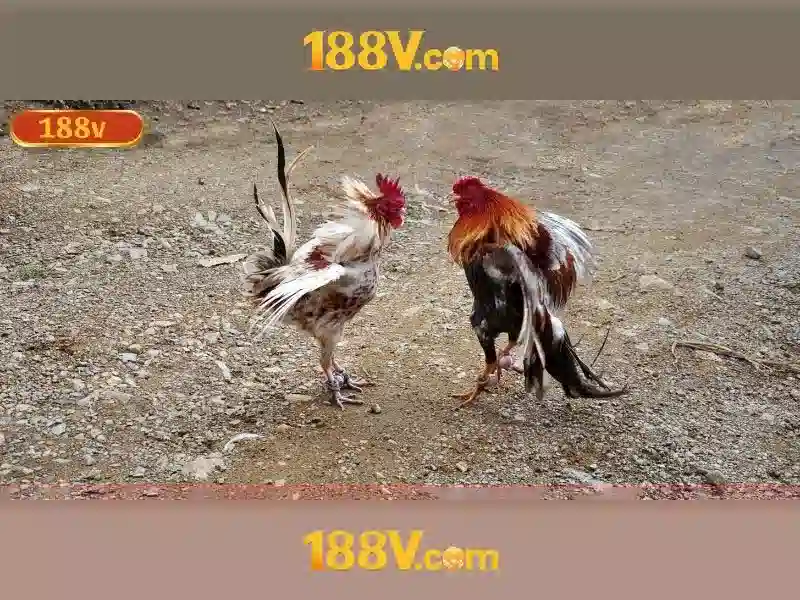 Khía cạnh thẩm mỹ và biểu tượng